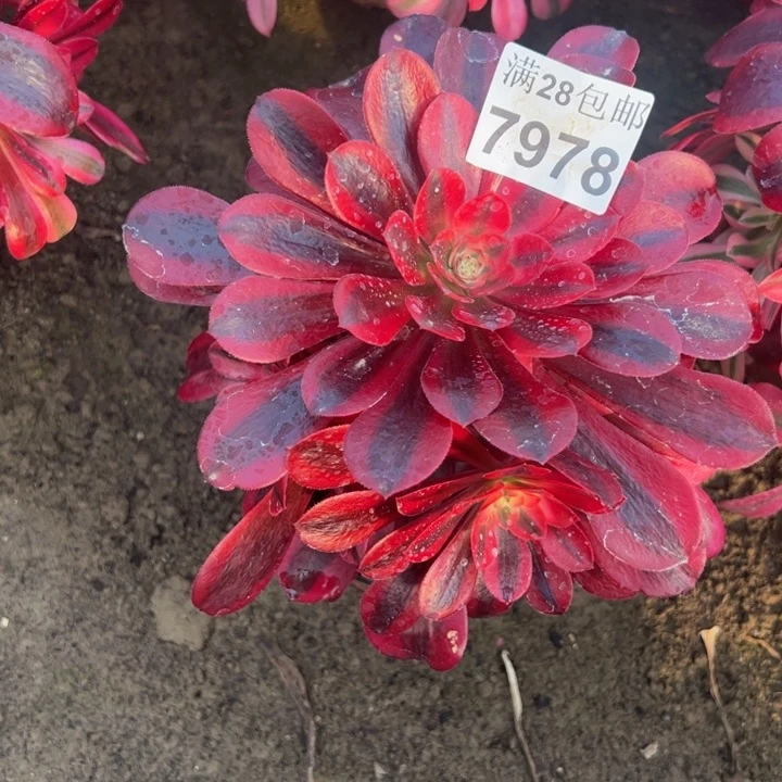 7978南美杜莎多肉植物