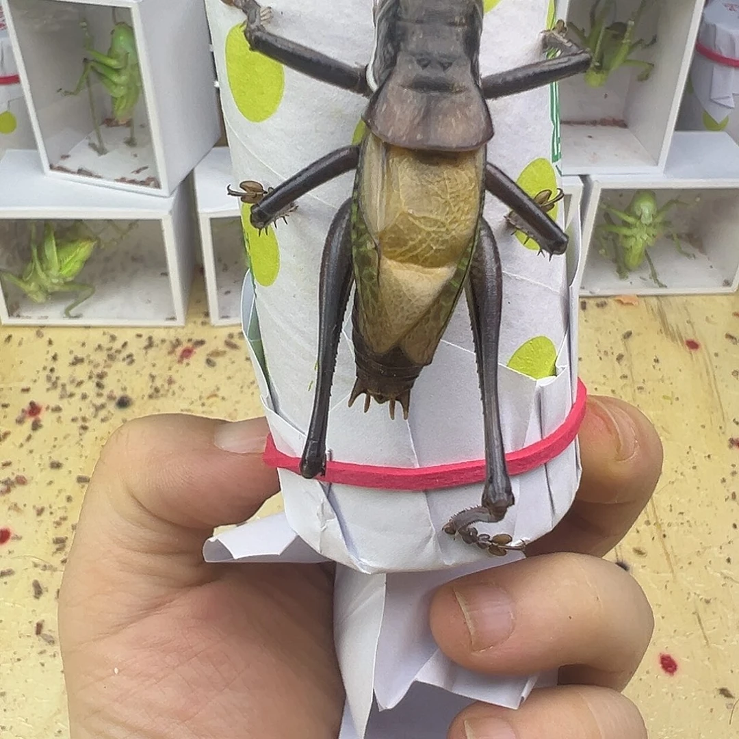 小***蛐蟋蟀炮筒级别残疾蝈蝈