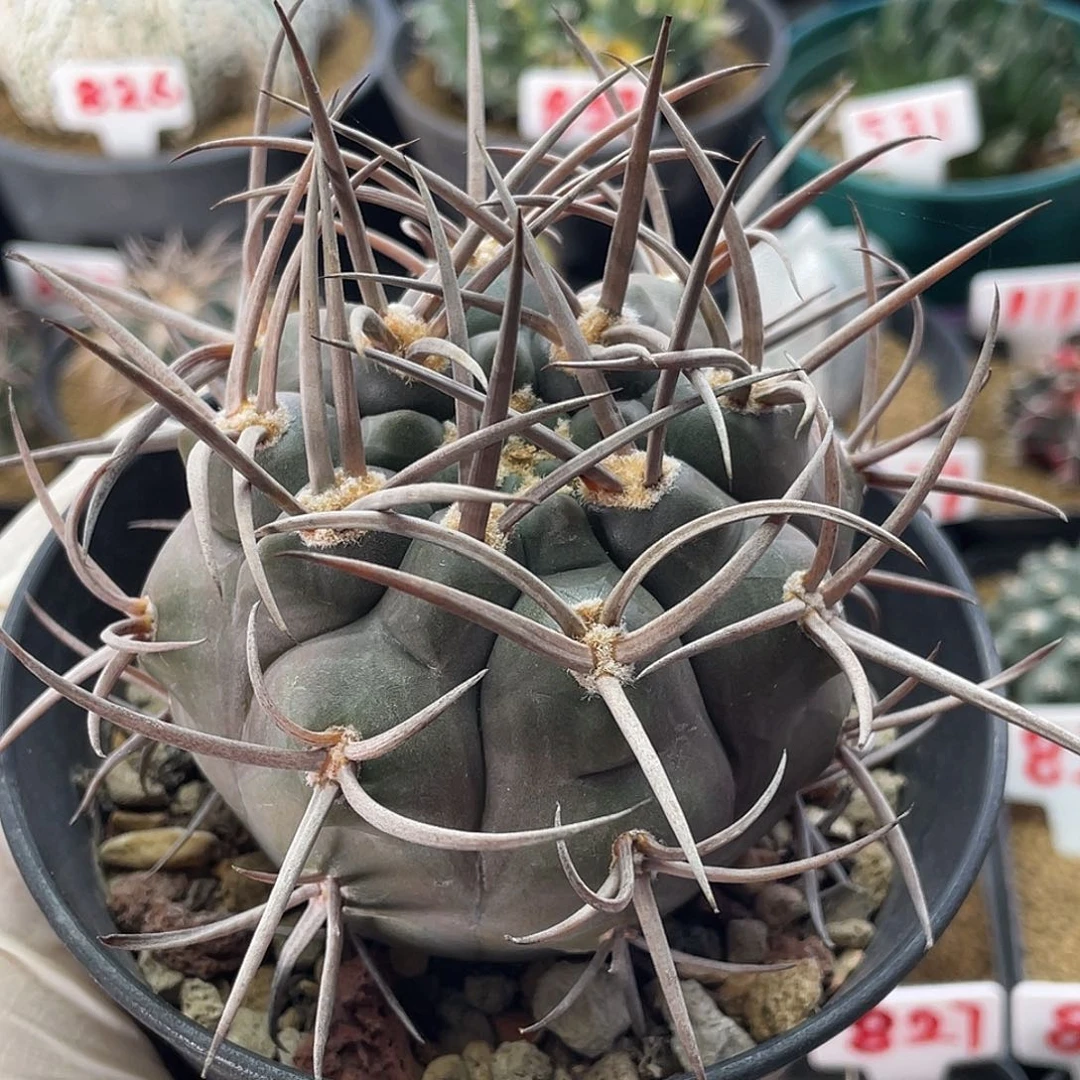 实生狂刺守金摩天龙