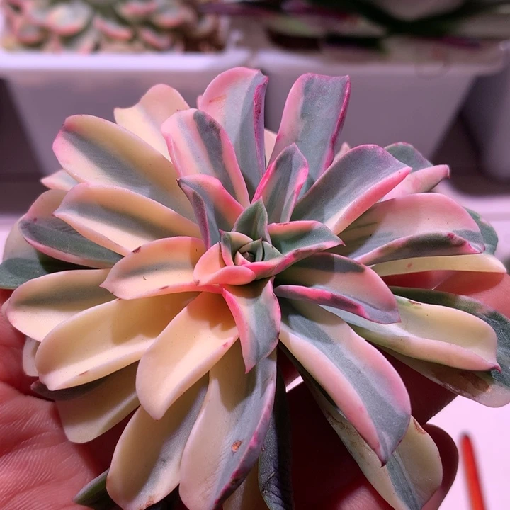 喷泉锦拉丝锦头盖