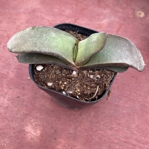 卧牛单头10仙人球