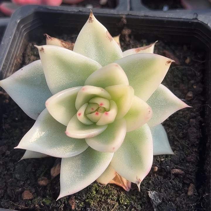 乌木锦多肉植物饭