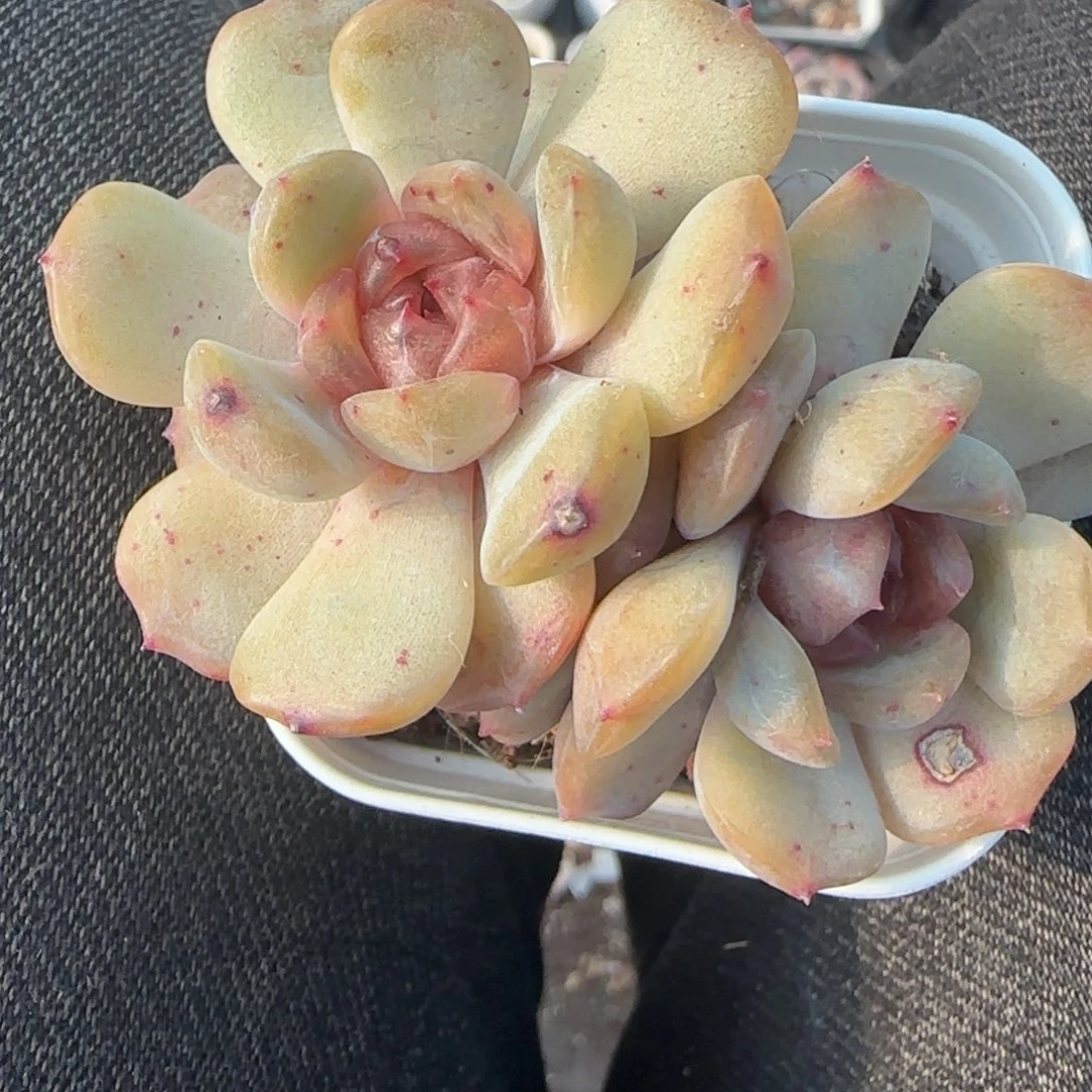 多肉小卡拉米糖心一物一拍