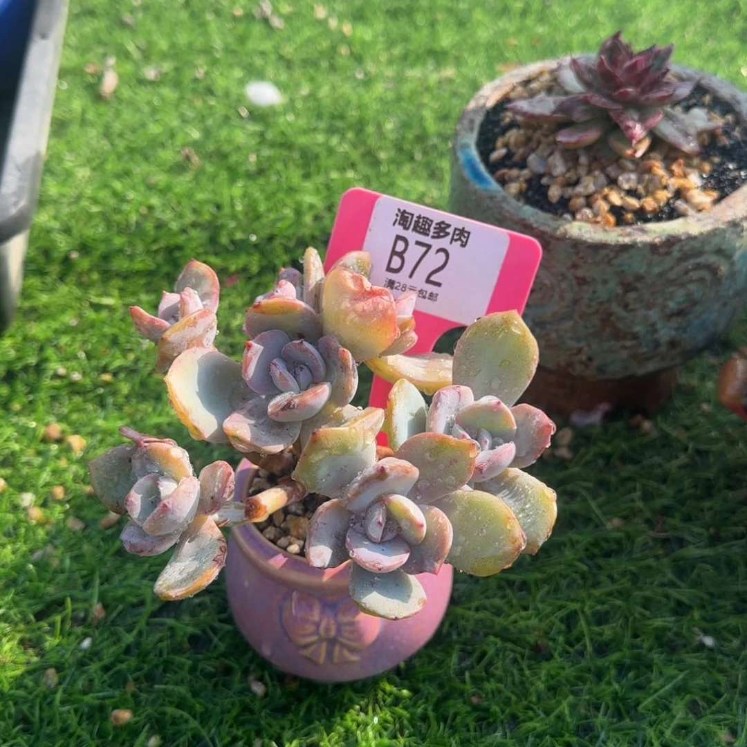 多肉植物白凤群生老庄