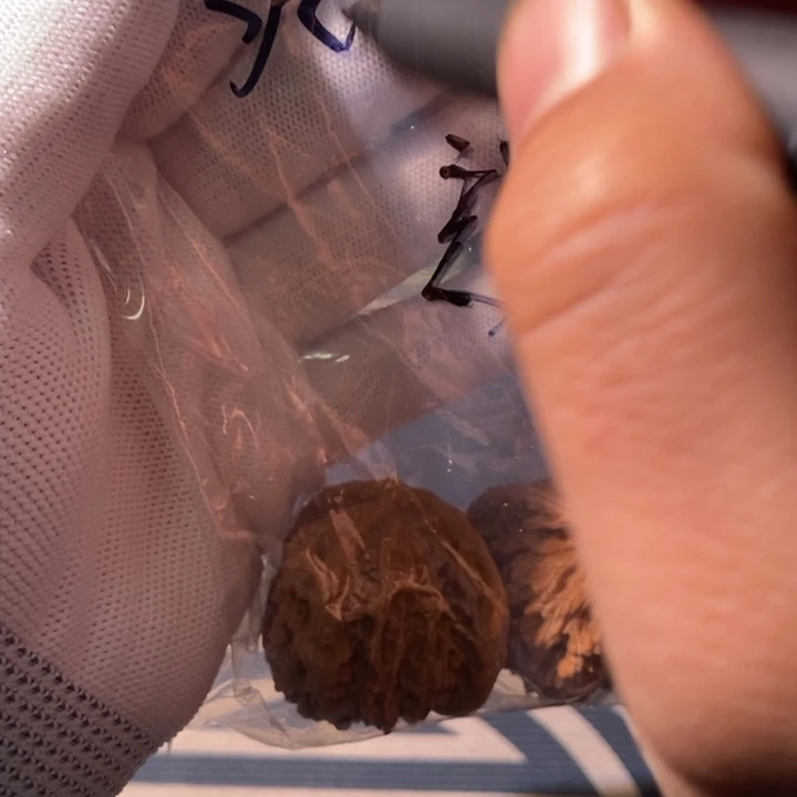 文玩核桃手串淼*…………