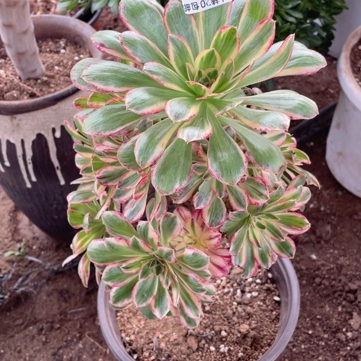 276微锦锦多肉12345678多肉