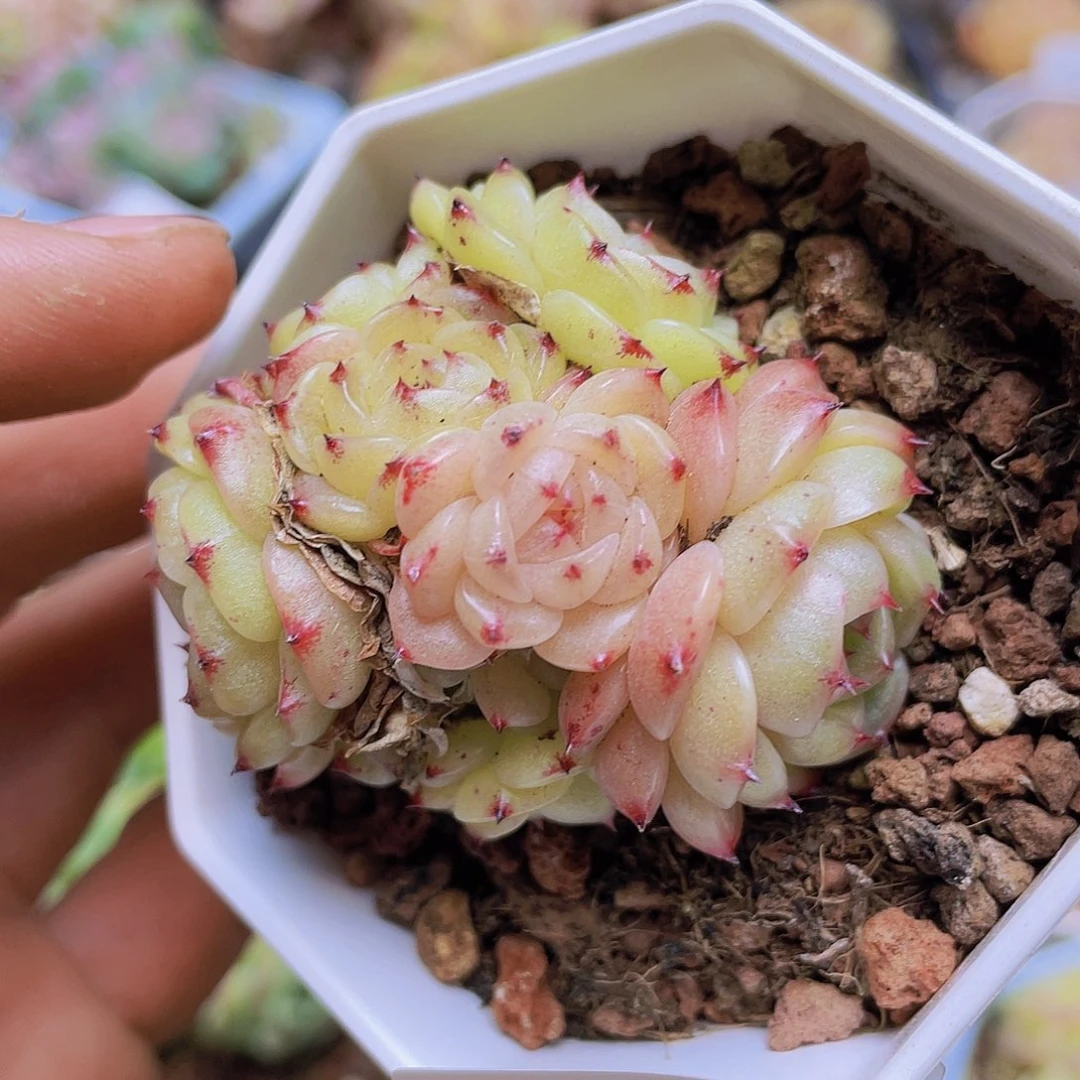 000000000000022量拍