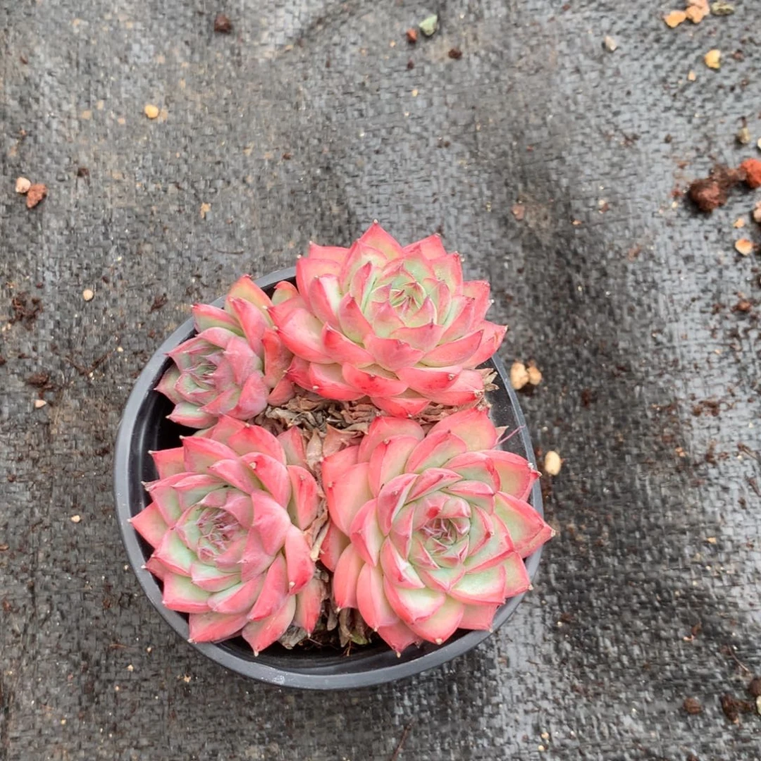那就是说他没时间我