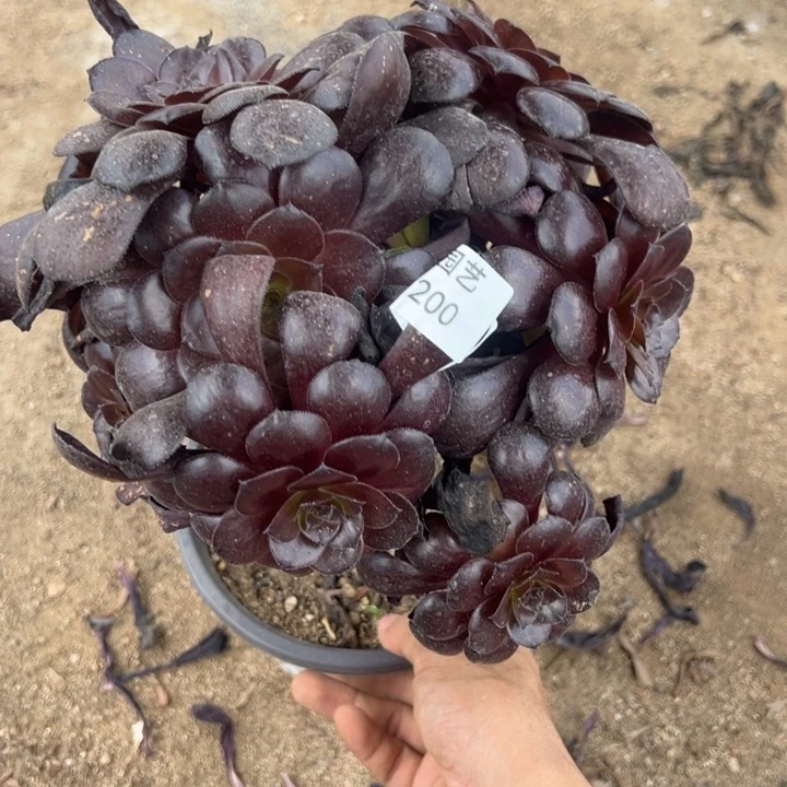 黑珍珠绣球多肉植物200