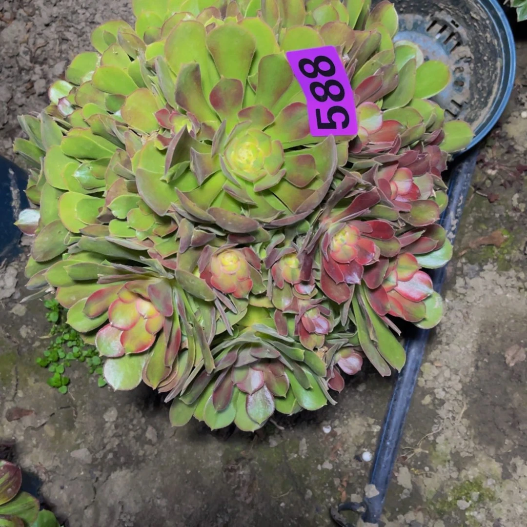 雅典娜法师26/-0包邮