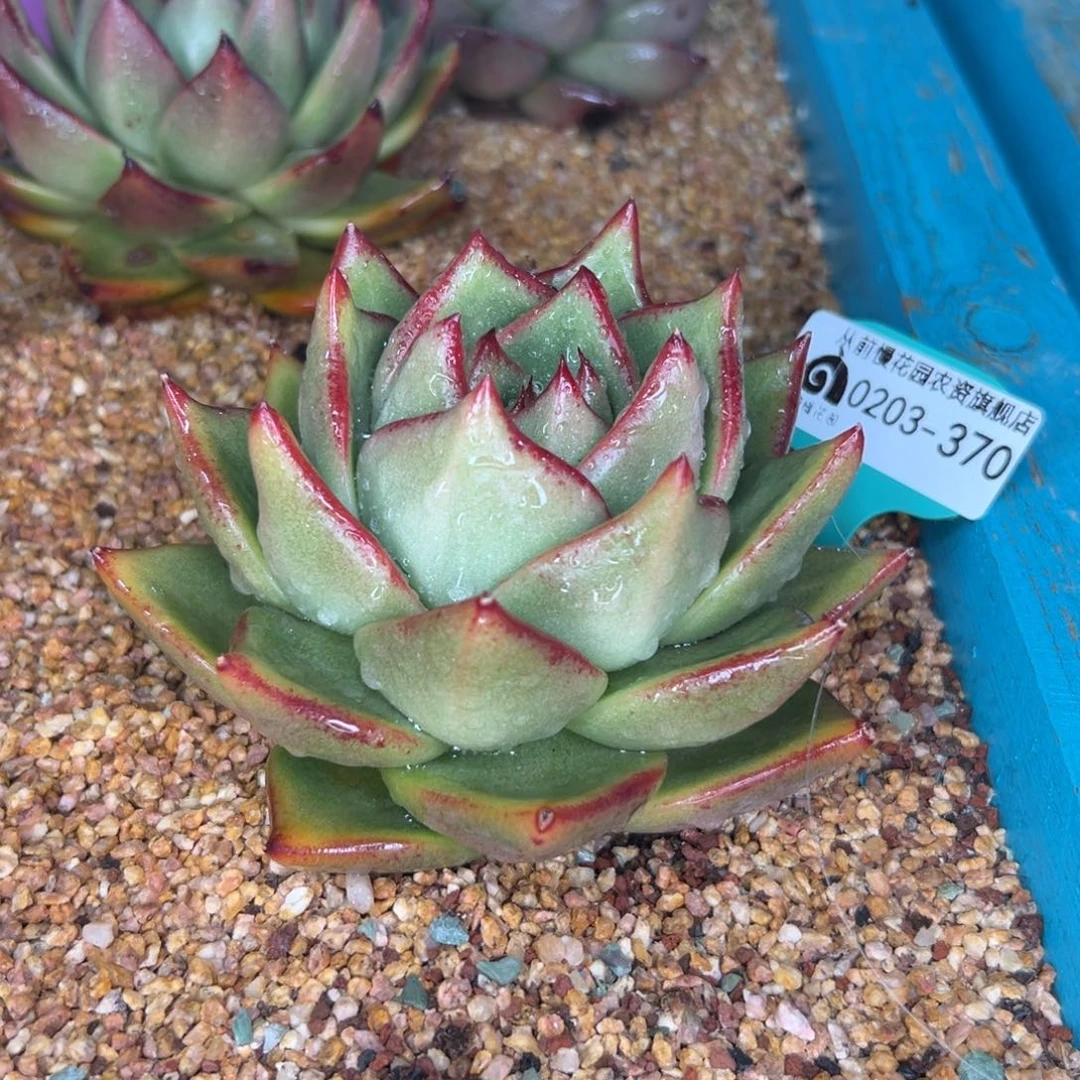 多肉一物一拍0203-370