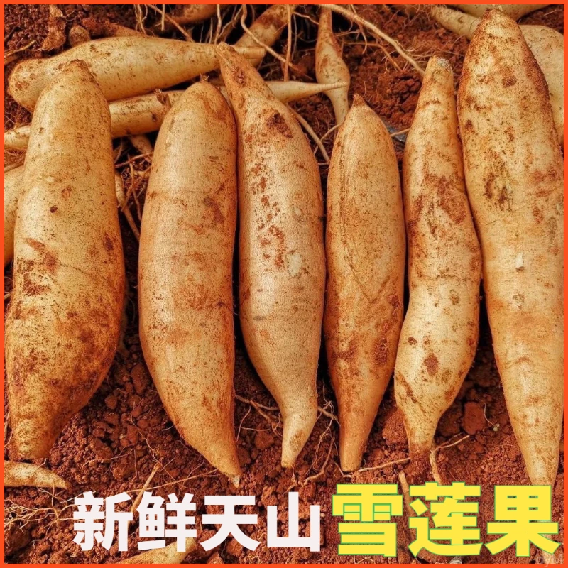 云南天山雪莲果新鲜水果当季现挖脆甜红心雪连果时令3/5/9斤