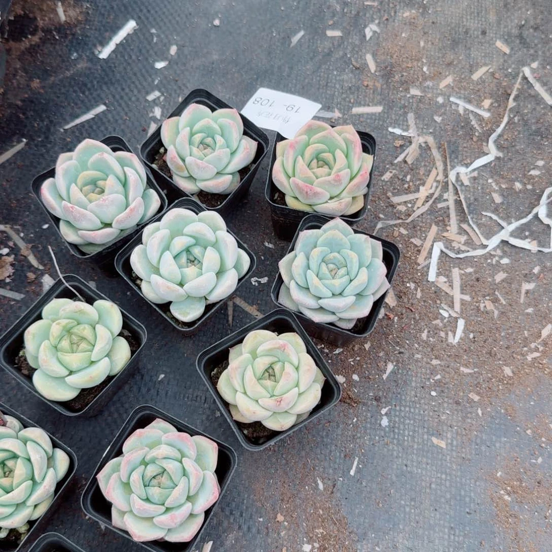 19-108宽叶珍妮绿菜十棵量拍