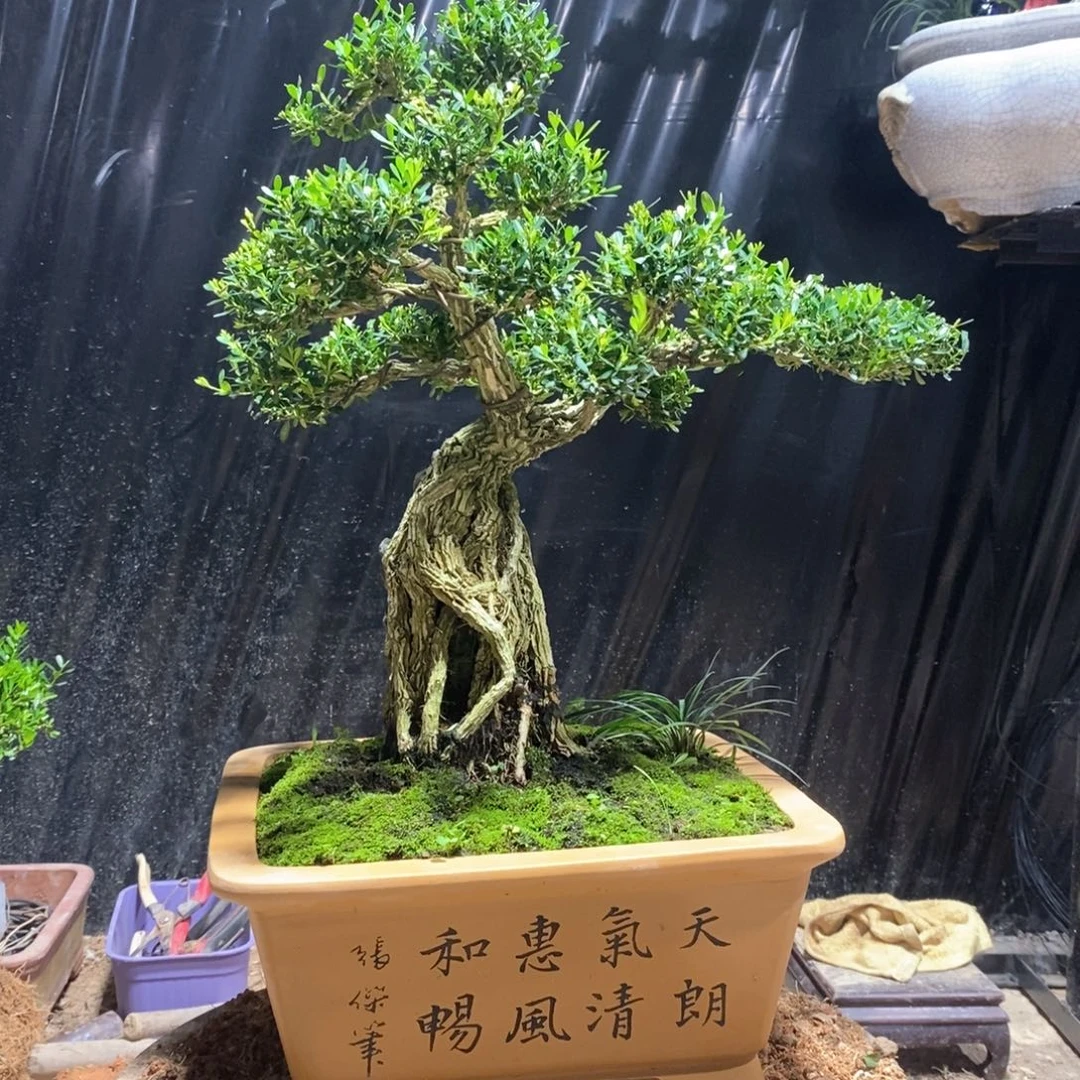 无花朵黄杨盆景雀舌软枝