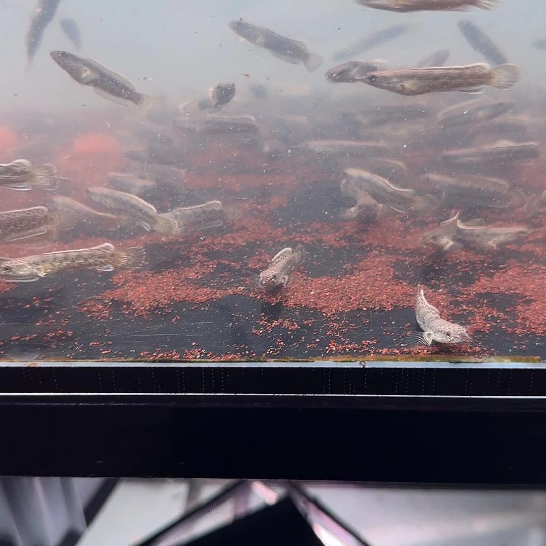 雷龙钴蓝1111111111111111