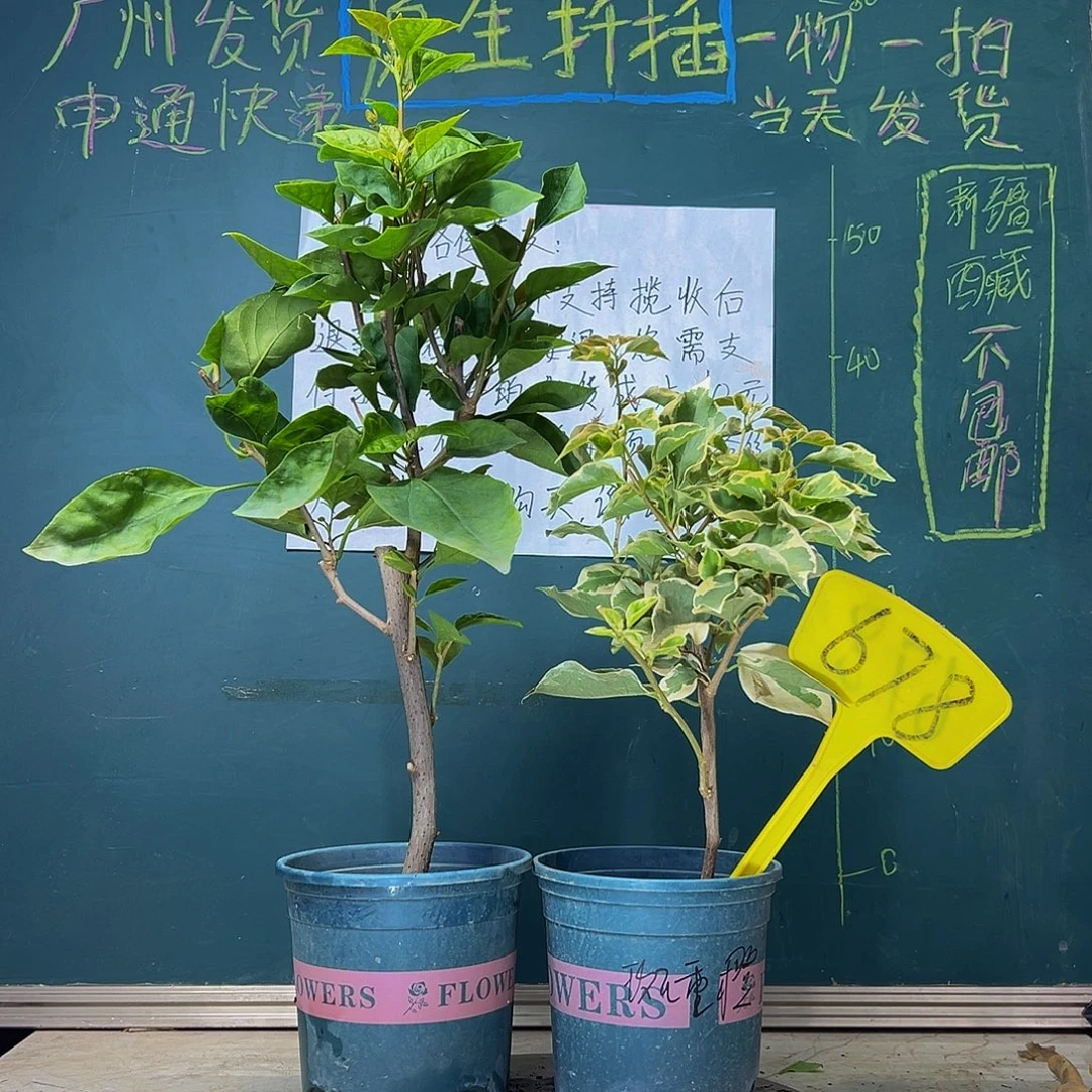 当前无花栽培后可以开花黄玫瑰 斑叶重瓣橙 678