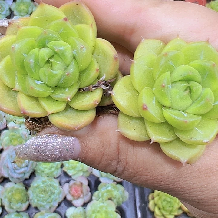绿钻2个苗19包邮多肉植物