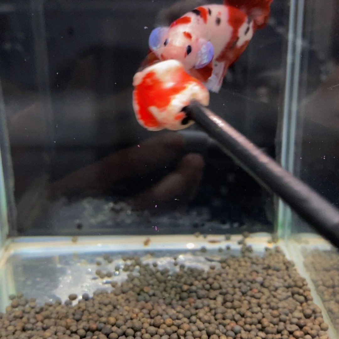 斗鱼330巨斗巨斗