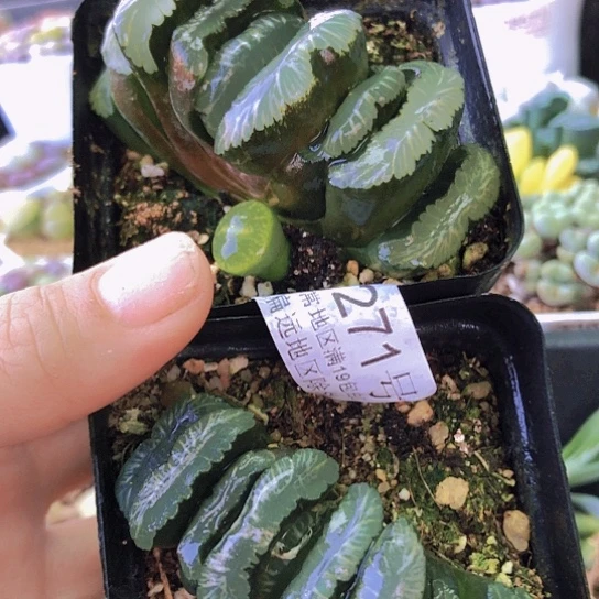 无花朵1271，两颗墨玉扇