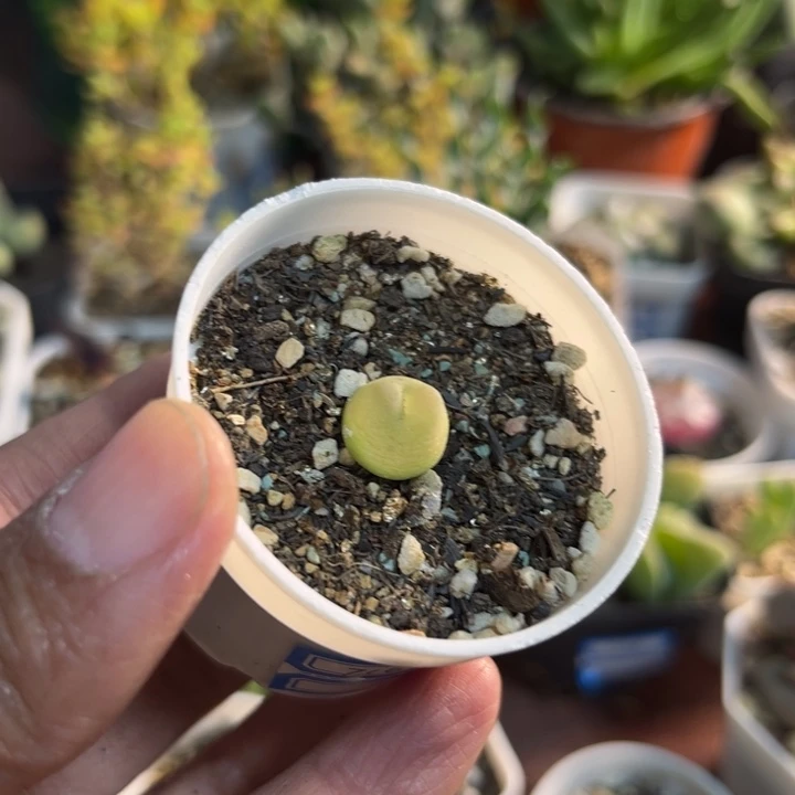 716 小拉登多肉植物