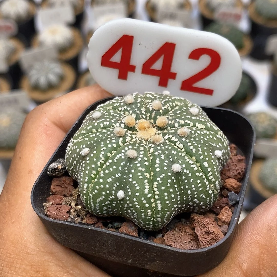 442特价款福利了哦特价咯