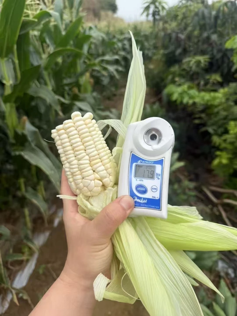 攀枝花高山牛奶糯玉米