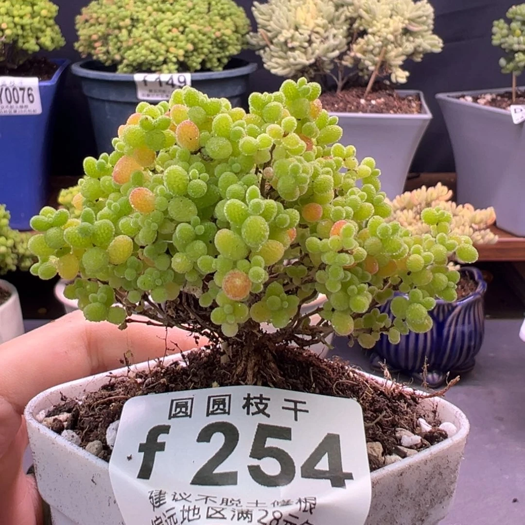 254蜜桔糖球一物一拍