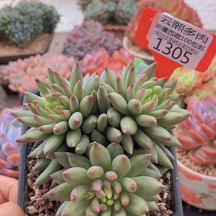 1305二代虞美人。