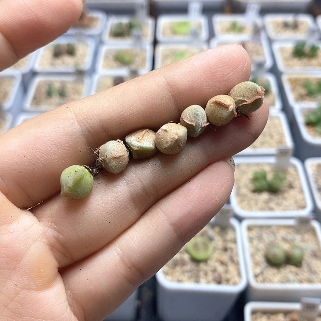 空蝉两年苗标价是单颗价