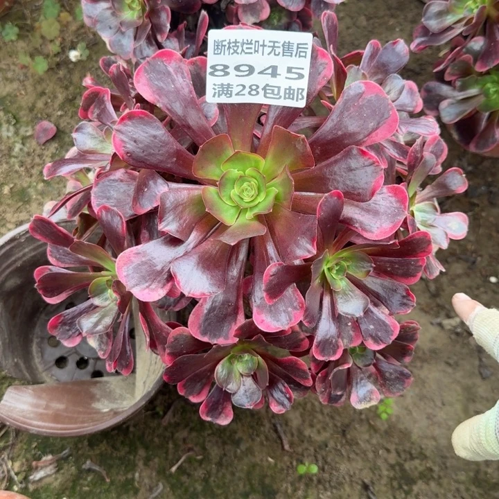 8945二号棚爱神多肉C