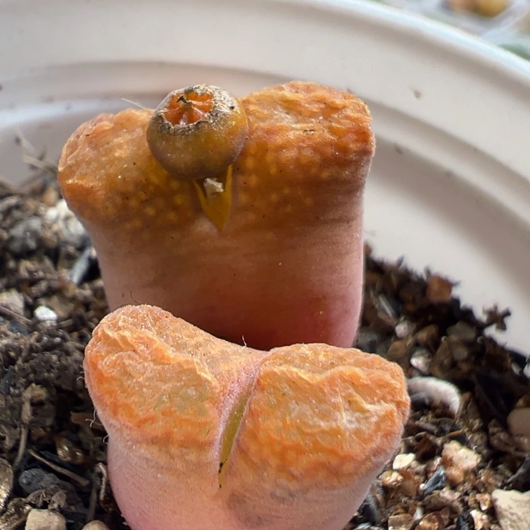 84多肉植物百科植物