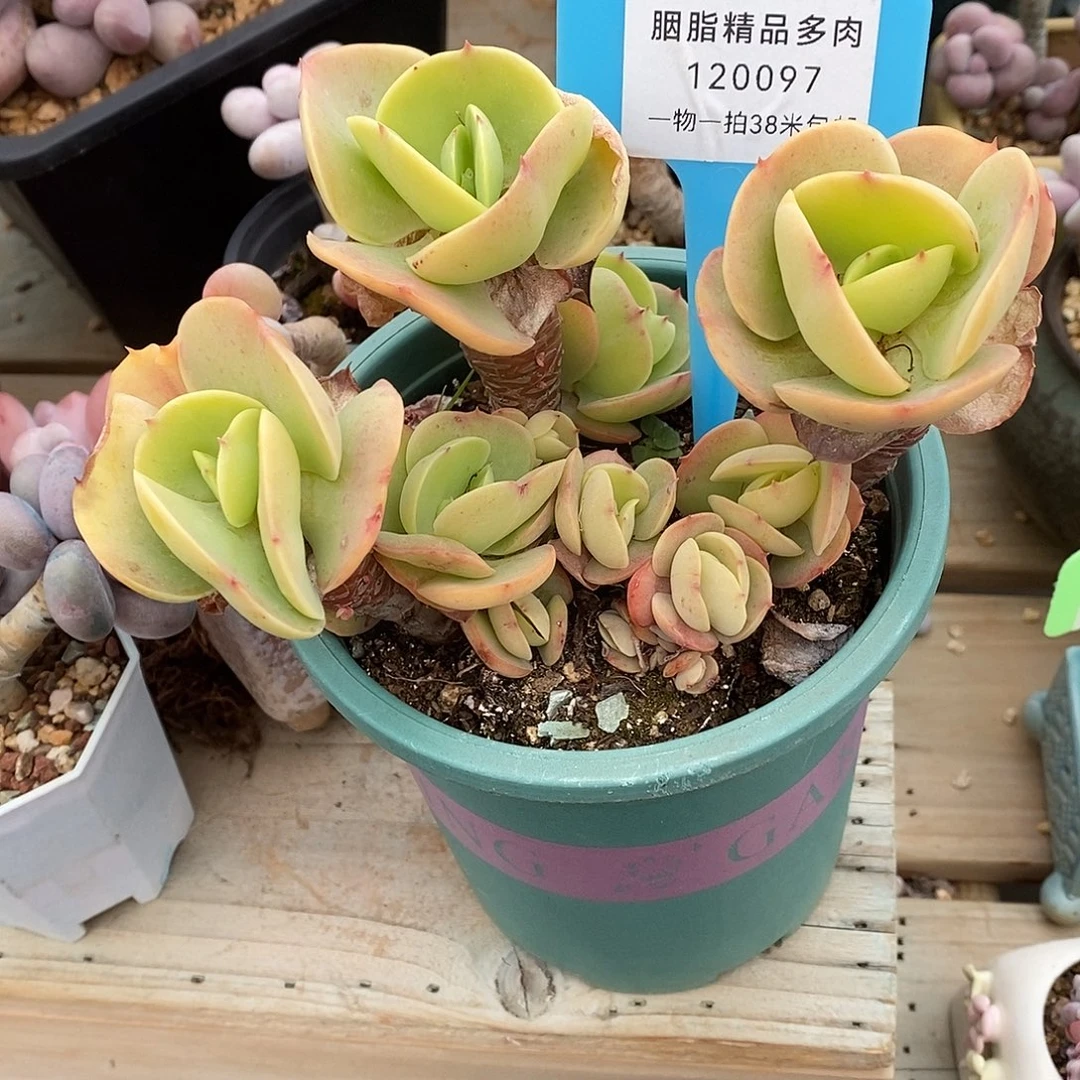 097头宏宏咯咯哦my的