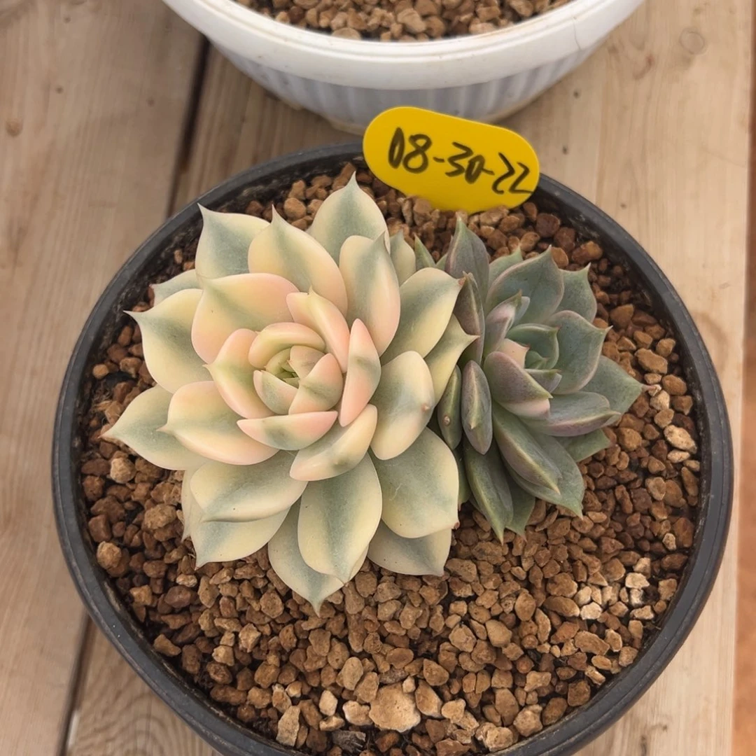 08-30-22贝加尔湖锦多肉植物