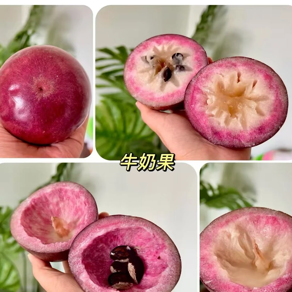 2025年水果新品种牛奶果8粒/件