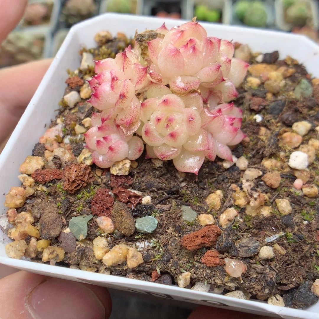 W9y y y y y y y y y y y y