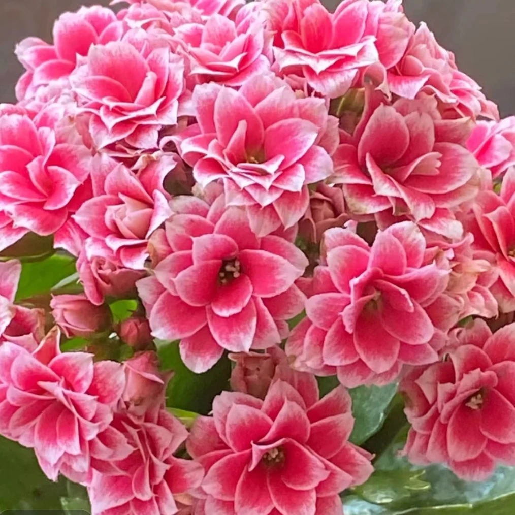 圣诞之夜 精品长寿 春夏秋冬花卉（110盆）