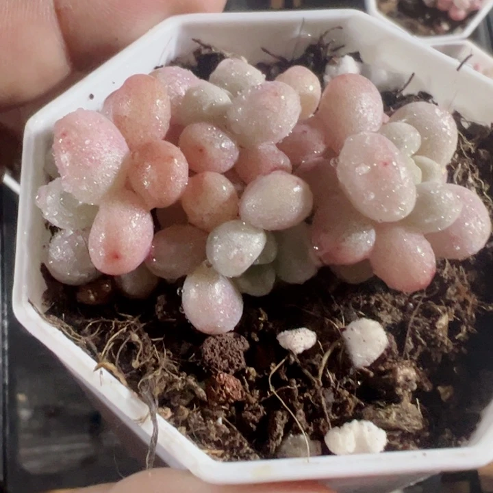 鱼子酱精品多肉植物