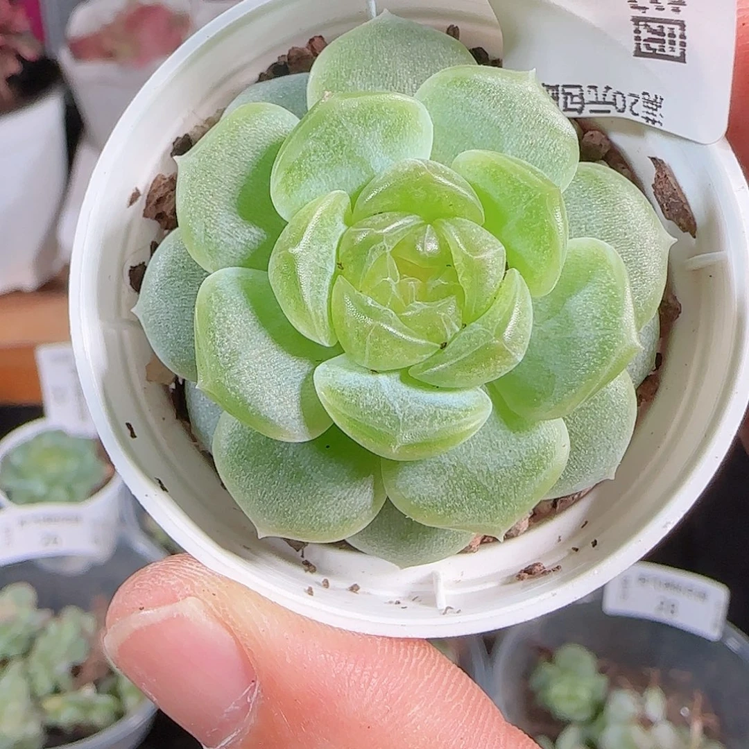 肉气球花园0801-29