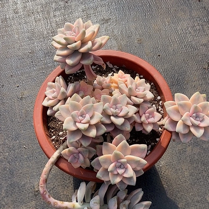 美杏锦大群多肉植物