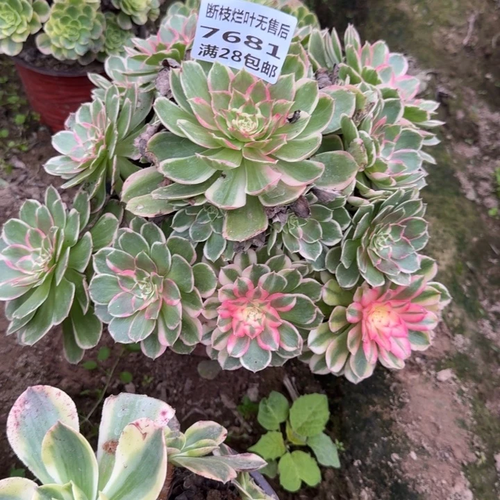 7681二号棚万花筒B