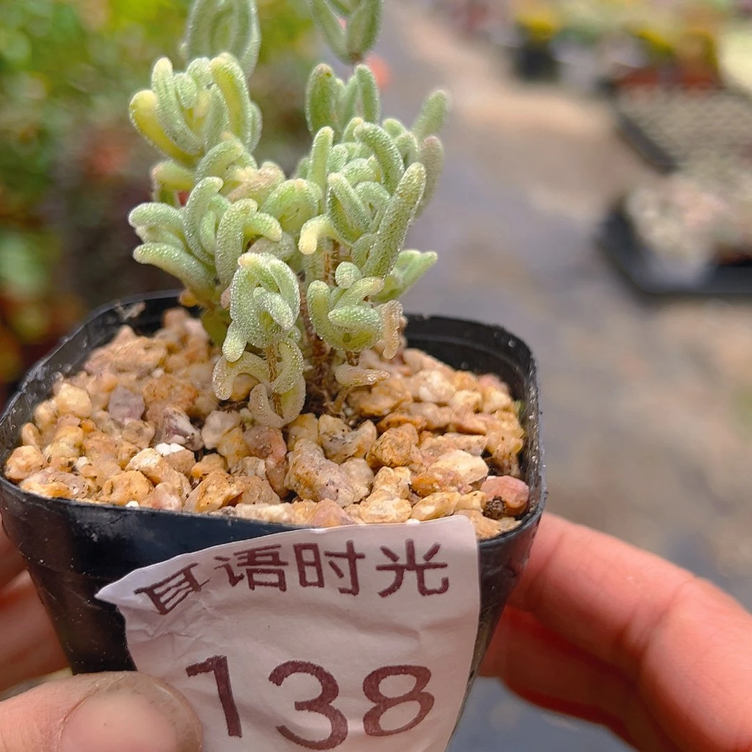 138，带盆带土发货，干支干杏