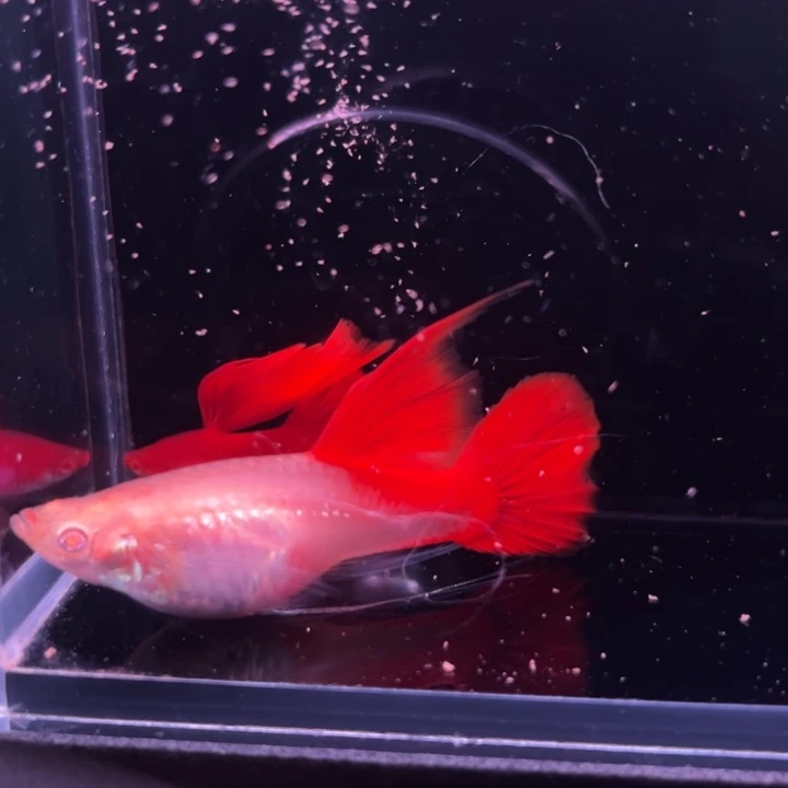 孔雀鱼鲨鱼鳍血红大C种鱼1对