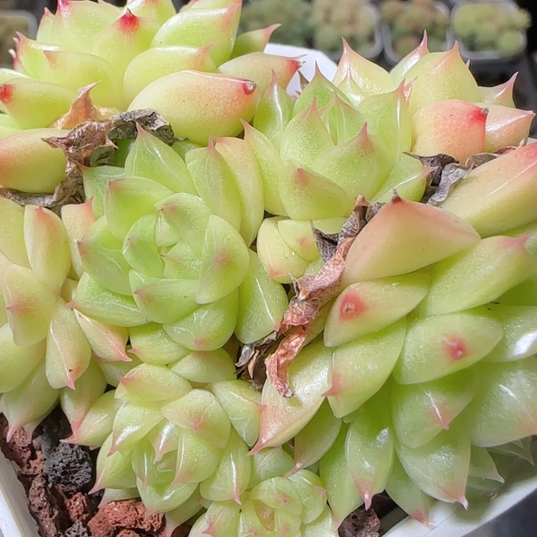 花语逸镜1026-106散