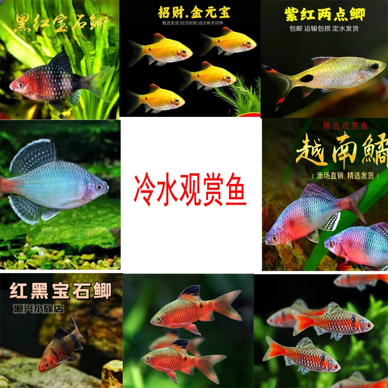 钻石彩虹鲫紫红两点鲫 红黑宝石鲫 黑影道人冷水观赏鱼溪流缸草缸