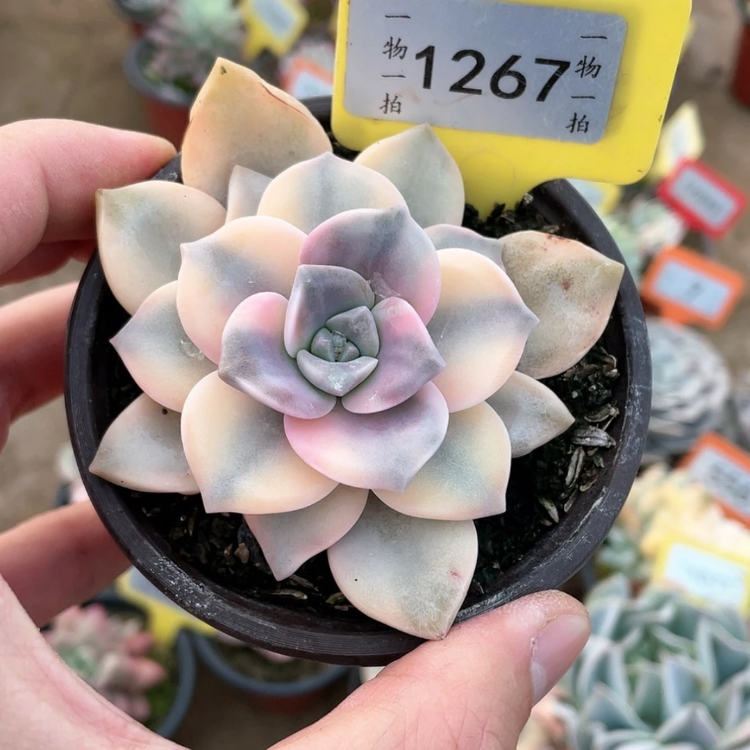 【闪购商品】1267号