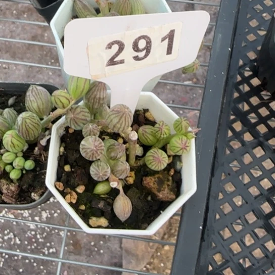 坠*儿291西瓜吊兰 一物一拍多肉