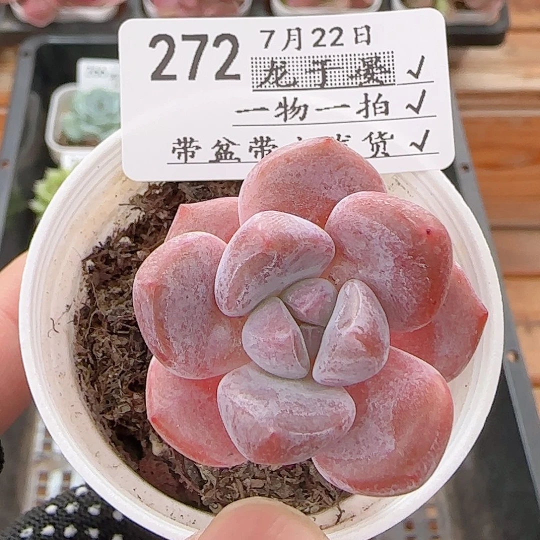 多肉0722-272雪桃小老桩