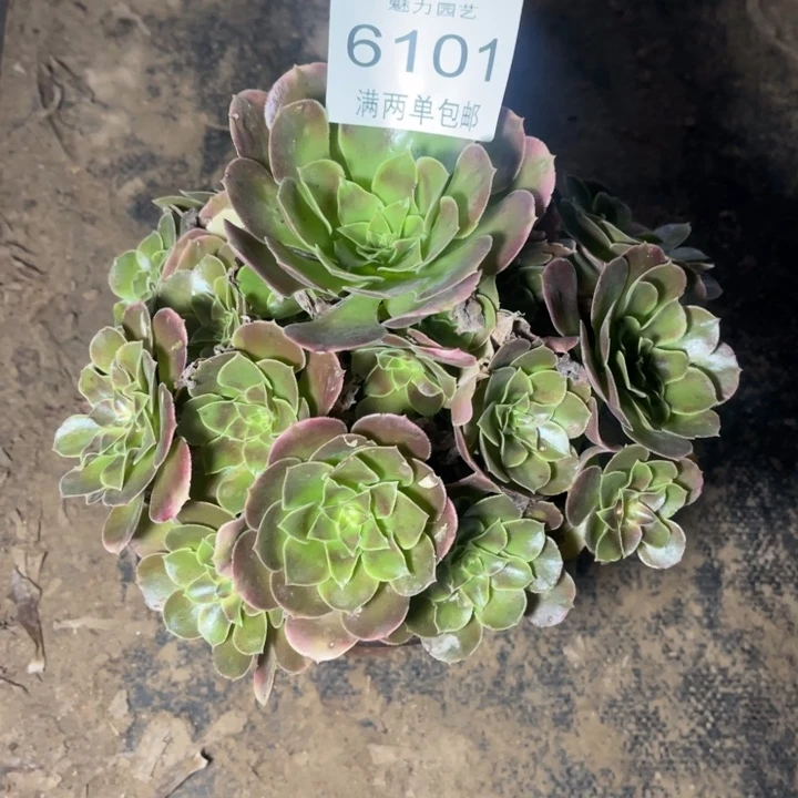 6101香妃的人多肉的