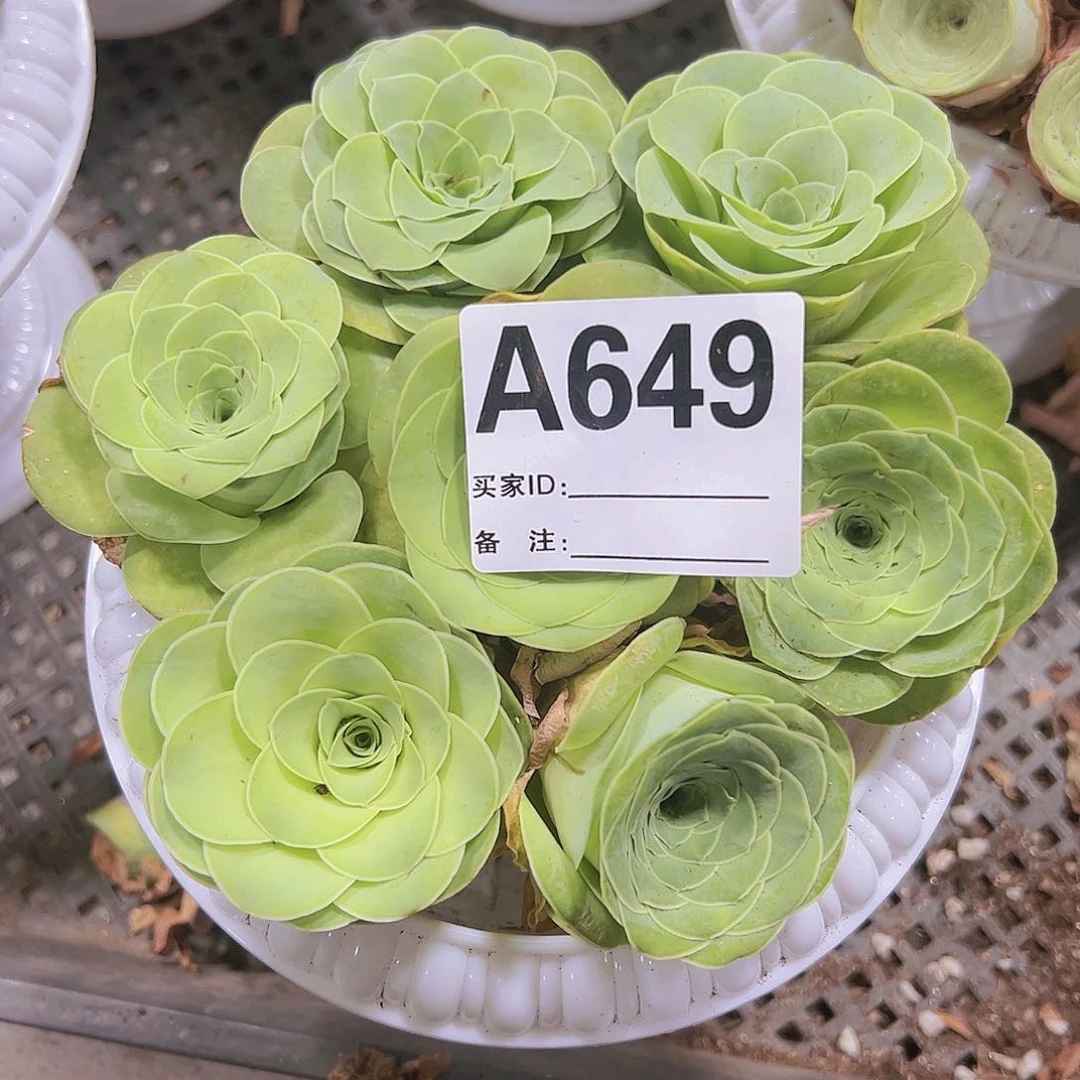 649七颗玫瑰开口送罗马盆