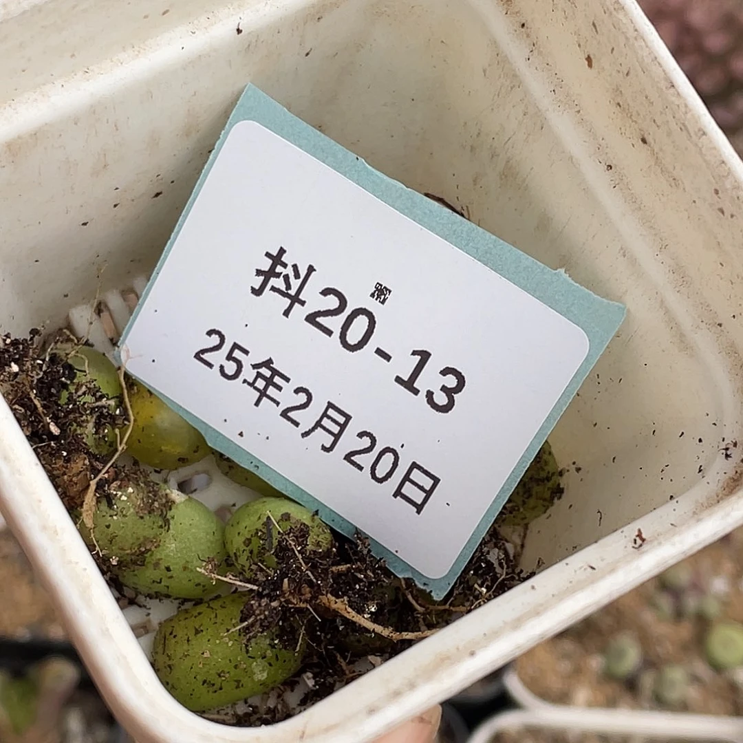 阿**林20-13肉锥多肉植物